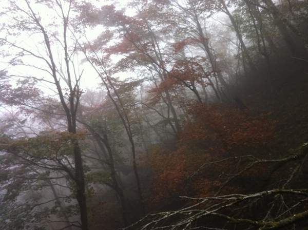 霧の中１.jpg