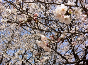 昭和記念公園の桜.jpg