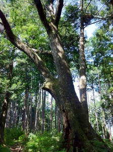 小楢の木.jpg