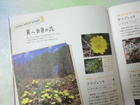 黄色の花.JPG