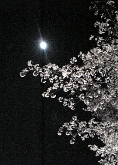 二条城桜と月.jpgのサムネール画像
