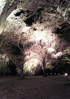 二条城桜ﾗｲﾄｱｯﾌﾟ.jpgのサムネール画像