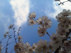 桜の木.JPG